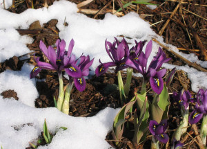 snow iris